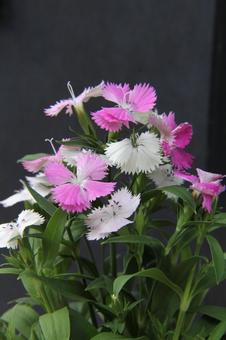 ナデシコ・撫子 ナデシコ・撫子 ナデシコ,花風景,草花の写真素材