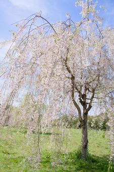 Blue sky and weeping cherry blossoms, JPG Blue sky and weeping cherry blossoms, JPG
