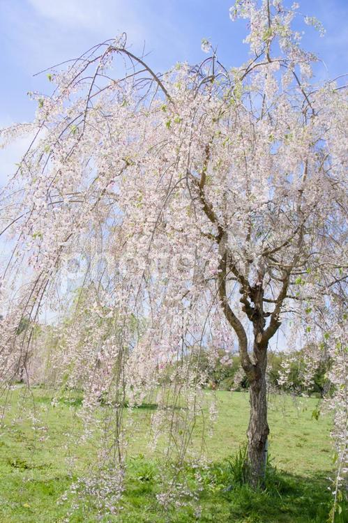 青空としだれ桜 桜の花,花,桜の写真素材