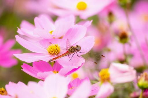 アキアカネ(32) トンボ,アキアカネ,赤とんぼの写真素材