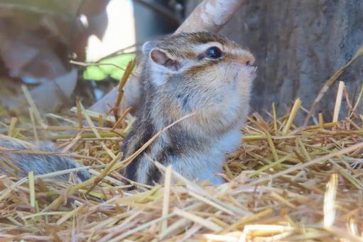 かわいいシマリス かわいいシマリス シマリス,栗鼠,リスの写真素材