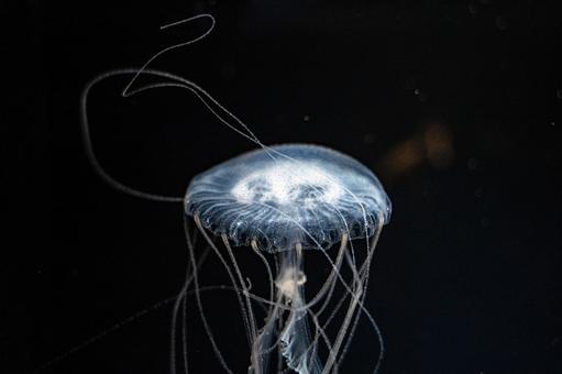 クラゲ クラゲの写真