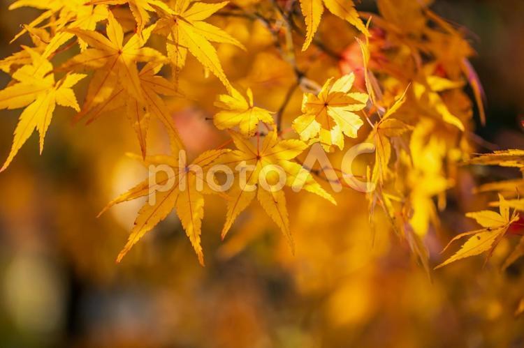 京都府　天龍寺の紅葉 京都府,天龍寺,秋の写真素材