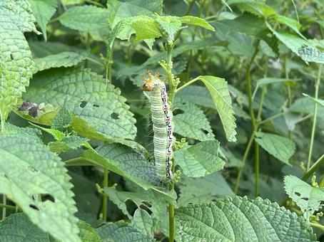 フクラスズメの写真