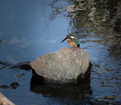 岩に留まる美しいカワセミ 野鳥,カワセミ,風景の写真素材