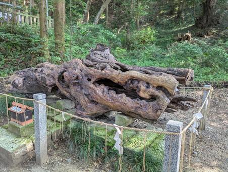 茨城 泉神社 泉龍木 茨城 泉神社 泉龍木 日本,美しい,風景の写真素材