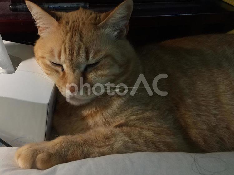 硬いまくらやな… 猫,ペット,哺乳動物の写真素材