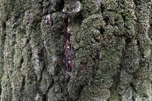 木肌 苔がついた木目 テクスチャ 木肌 苔がついた木目 テクスチャの写真