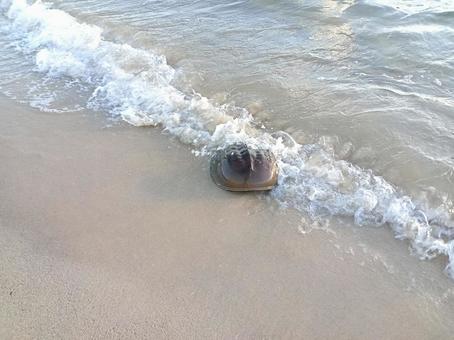 カブトガニと砂浜 カブトガニと砂浜の写真