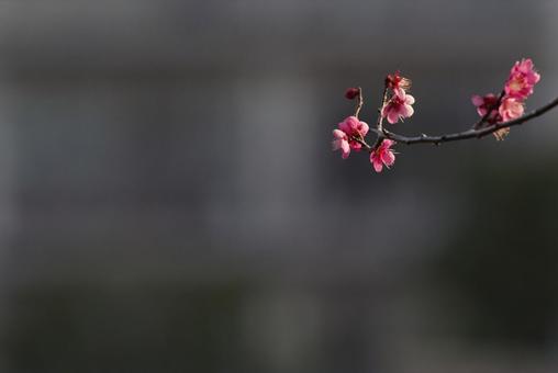 東京の2月の季節に梅が咲くの写真