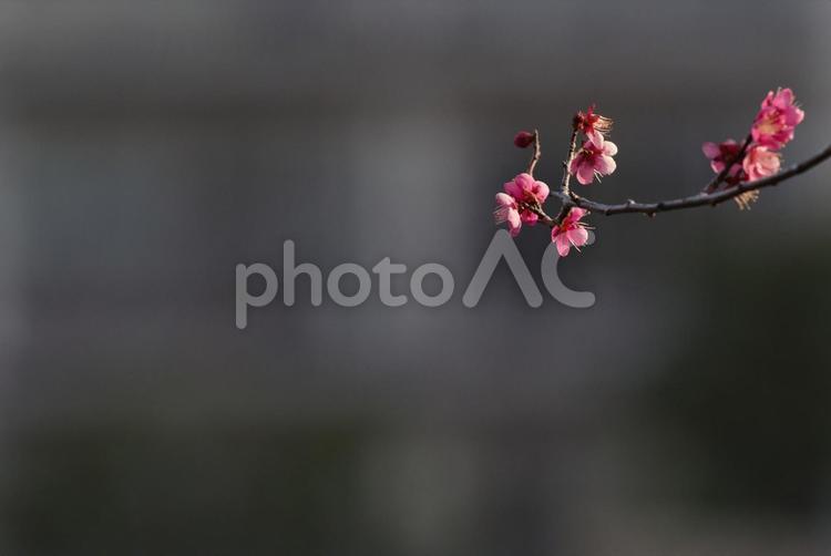 東京の2月の季節に梅が咲く 梅,2月,満開の写真素材
