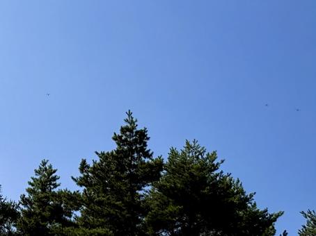 見上げると トンボ飛び交う 秋の空 03 見上げると トンボ飛び交う 秋の空 03の写真