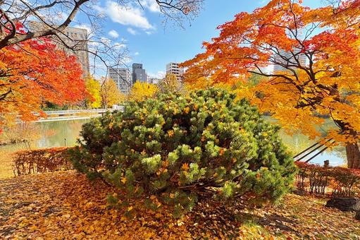 紅葉 札幌 中島公園10 中島公園,紅葉,池の写真素材