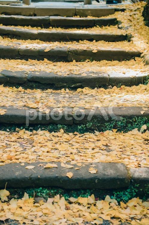イチョウ　階段 落ち葉,秋,季節の写真素材