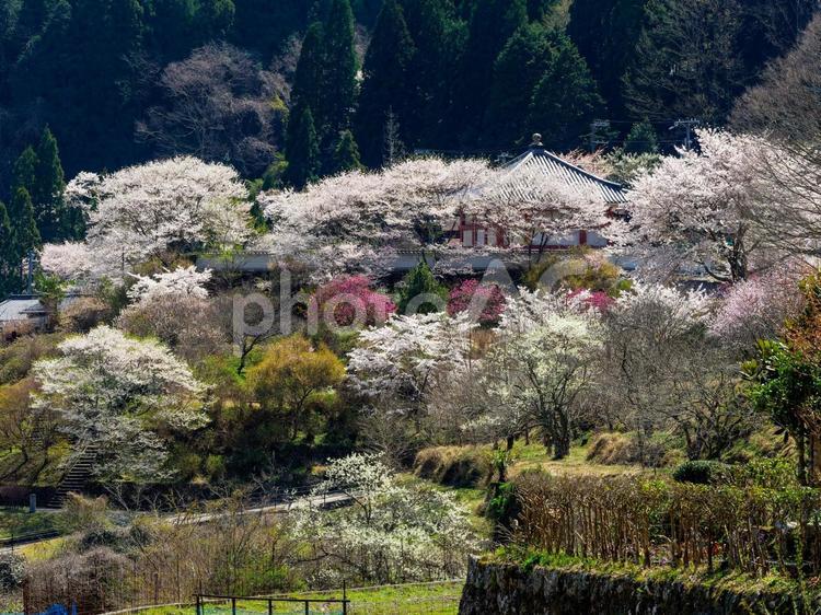 宇陀市室生の春景色 室生,宇陀市,春の写真素材