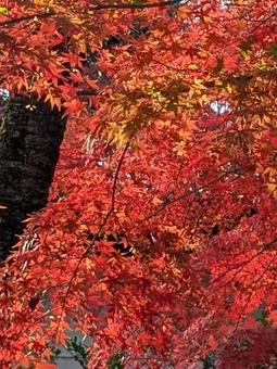 Photo, maple, autumn leaves, red leaves, 
