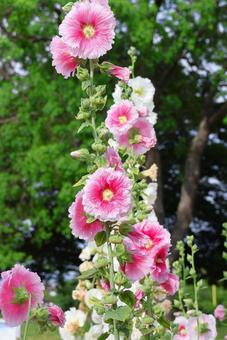 6月上旬の仏生山公園のタチアオイの花 6月上旬の仏生山公園のタチアオイの花 タチアオイ,花,植物の写真素材