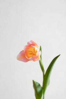 ピンクのチューリップ ピンクのチューリップの写真