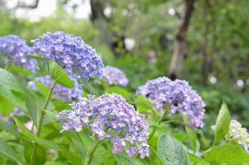 Hydrangea, JPG Hydrangea, JPG