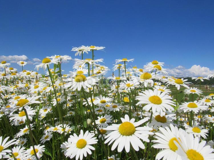 マーガレットの花畑 マーガレット,白い花,花畑の写真素材
