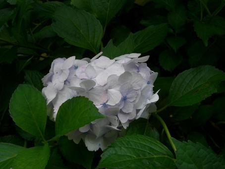 薄紫の紫陽花 薄紫の紫陽花の写真