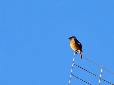 Male Daurian Redstart against a cloudless blue sky, JPG Male Daurian Redstart against a cloudless blue sky, JPG