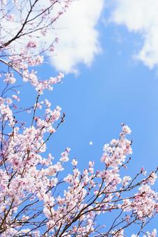 桜の花 桜の花の写真