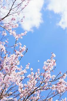 桜の花 ソメイヨシノ,染井吉野,桜の写真素材