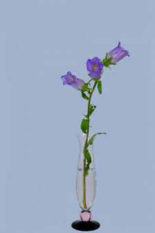 一輪挿しに挿した風鈴草 一輪挿しに挿した風鈴草 風鈴草,フウリンソウ,カンパニュラの写真素材