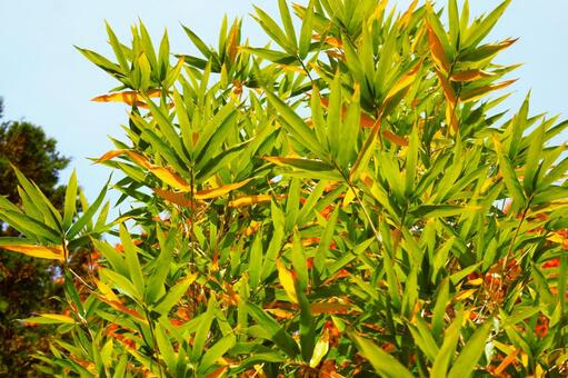 竹やぶの笹の葉　1 野山,里山,グリーンの写真素材