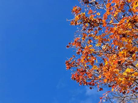 紅葉4 自然,風景,癒しの写真素材