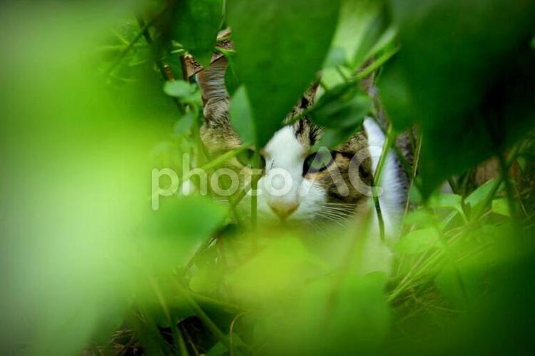 覗き込む猫 覗き込む猫 猫,自然,葉の写真素材