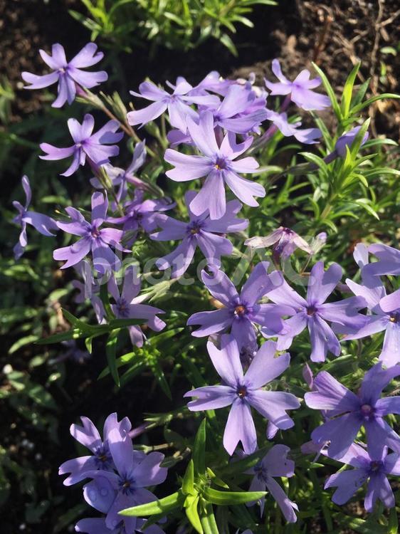 オーキントンブルーアイ　芝桜　シバザクラ 芝桜,シバザクラ,オーキントンブルーアイの写真素材