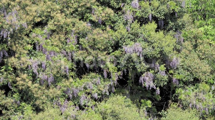 新緑の中のヤマフジの花 新緑,山藤,花の写真素材