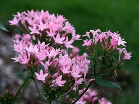 ペンタス Pentas ペンタス Pentasの写真