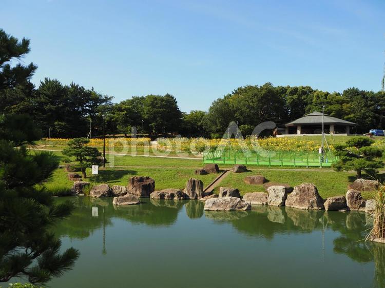 真夏の葛西臨海公園・日本庭園（東京都） 真夏,日本庭園,葛西臨海公園の写真素材
