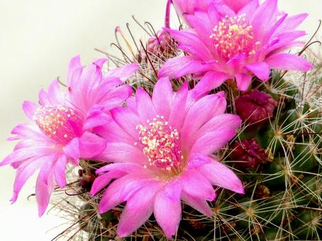 展示された鮮やかなピンク色のサボテンの花 展示された鮮やかなピンク色のサボテンの花 サボテン,花,植物の写真素材