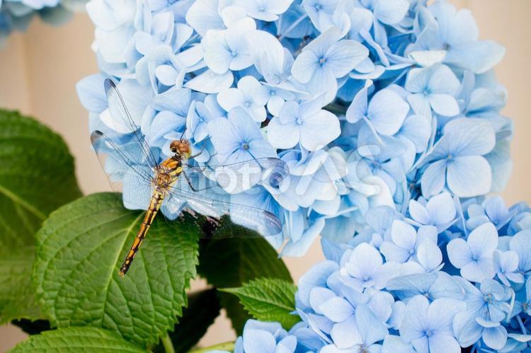 アジサイとトンボ あじさい,トンボ,薄いの写真素材