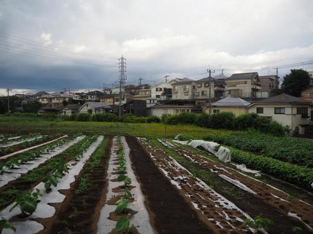 雨上がりの畑と住宅地 雨上がりの畑と住宅地 畑,雨上がり,生乾きの写真素材
