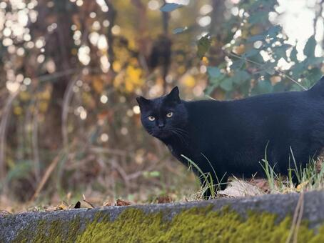 凛々しい黒猫 ネコ,保護猫,ニャンコの写真素材