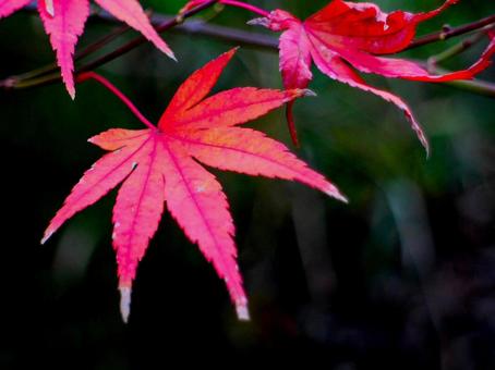 日本の紅葉 日本の紅葉の写真