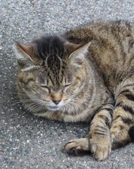 手と足が絡み合っているもふもふな猫様 猫,キジトラ,眠り猫の写真素材