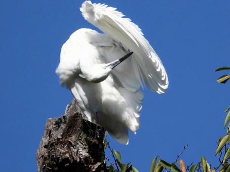 毛繕いをするコサギの写真