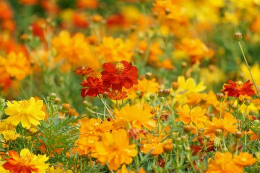A field of red, orange, and yellow yellow cosmos flowers, JPG
