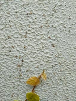 白い外壁の枯れたツタの跡（縦位置） 外壁,植物,ツタの写真素材