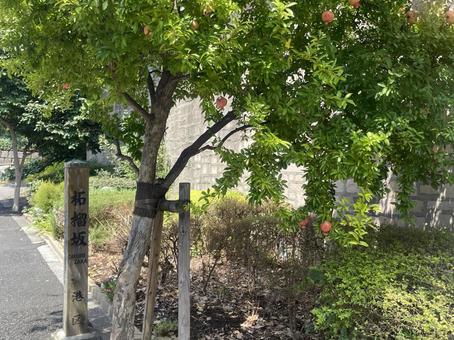 港区 柘榴坂とザクロ 港区 柘榴坂とザクロの写真