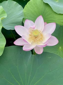 Photo, natural, bald, it's beautiful, 