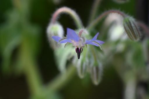 ボリジ ボリジ ボリジ,花,星形の写真素材