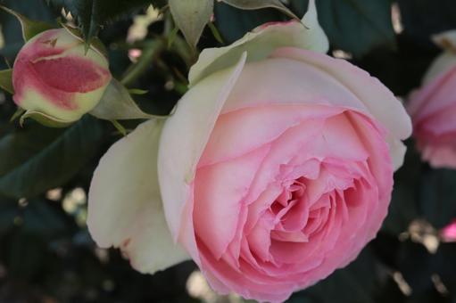 バラ園にて淡い色の薔薇を撮った写真です 花,薔薇,自然の写真素材