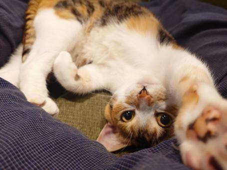 遊んで欲しい猫 遊んで欲しい猫の写真